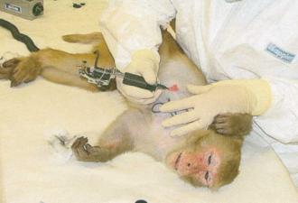 西班牙42只疑携带HIV狨猴被贩卖 警方大力查找