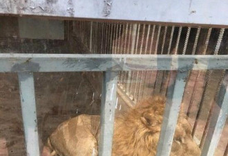 狮子断尾无人管？动物园称手术后未及时包扎