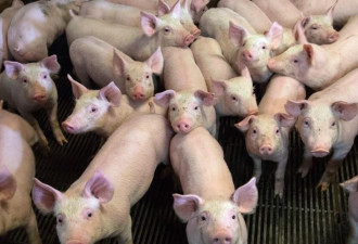比利时非洲猪瘟疫情蔓延 官方确诊病例增至15例