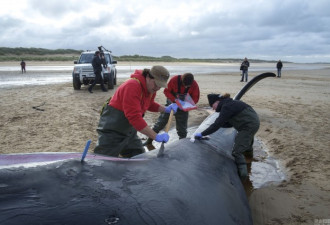 英国海滩鲸鱼搁浅致死数目庞大 或因军事活动