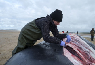 英国海滩鲸鱼搁浅致死数目庞大 或因军事活动