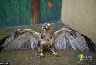 河南雾霾太严重 猛禽觅食难 在田间饿晕了