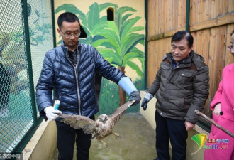 河南雾霾太严重 猛禽觅食难 在田间饿晕了