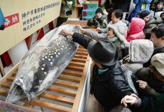 日本神社供巨型金枪鱼 民众贴钱求财运