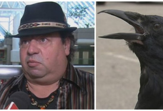 法官裁决魁北克男子可把乌鸦养做宠物