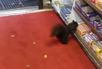 多伦多便利店出现松鼠盗窃团伙 店主网上求助