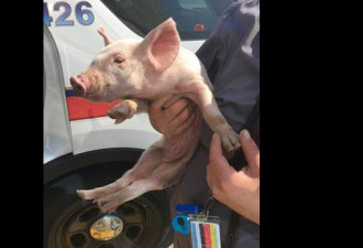 警方发现小猪在400高速路游荡