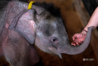 泰国残疾小象初次下水 瞪大眼睛很呆萌