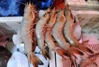 这是青岛的海鲜年货市场 大虾18元一只