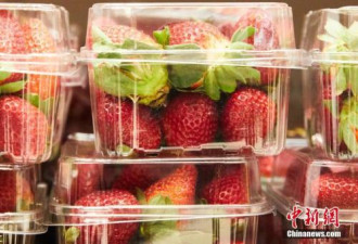 &quot;草莓藏针案&quot;后草莓销量回升 农民仍遭巨额损失