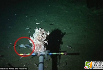 马里亚纳海沟8000米处 科学家发现新物种