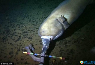马里亚纳海沟8000米处 科学家发现新物种