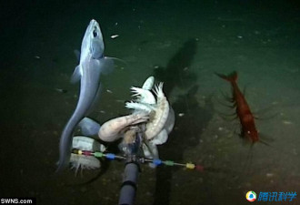 马里亚纳海沟8000米处 科学家发现新物种