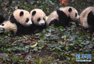 给大家拜早年！2016年新生的熊猫宝宝亮相