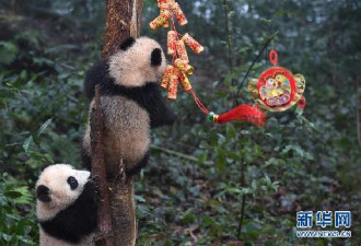 给大家拜早年！2016年新生的熊猫宝宝亮相