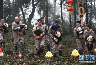 给大家拜早年！2016年新生的熊猫宝宝亮相