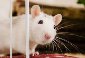 妇女在一居室公寓单位养600只老鼠被控罪