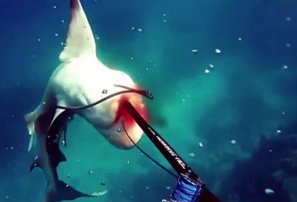 食人鲨偷袭潜水者 男子用捕鱼枪堵其嘴逃命