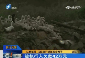 男子欠42万用鸭抵债4千只鸭被拍卖场面失控