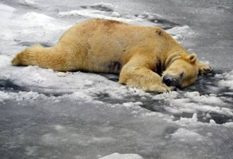 图揭：今年全球到底有多冷？北极熊都冻趴下了