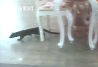 黄鼠狼进美容店放臭屁 店员被熏哭关门暂停营业
