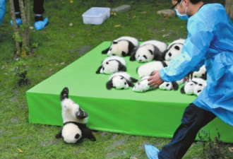 熊猫宝宝摔了一下，摔成了“世界最佳照片”