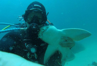 他与一只野生鲨鱼保持了7年友谊 每次见面都抱