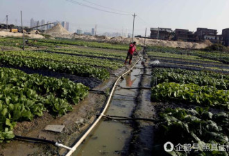 农二代租地种菜 靠勤劳年入十多万 买房买车