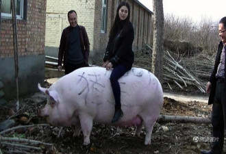 郑州1500斤大猪成“猪王” 美女当牛骑