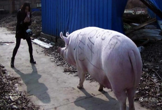 郑州1500斤大猪成“猪王” 美女当牛骑