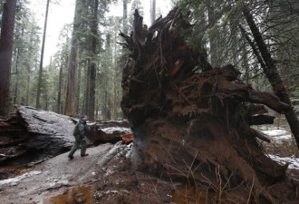 加州风暴太猛！红杉公园著名巨树被击倒