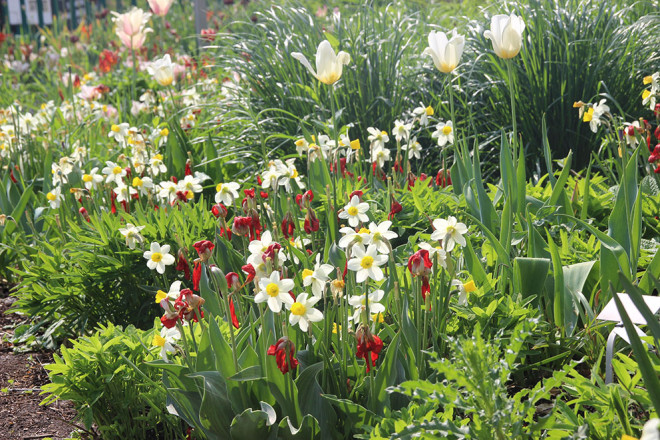 养花种草系列71 春天开花的球茎花 无忧资讯