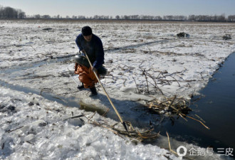 东北汉子在零下20℃冰湖蹬藕 月入上万