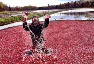 多伦多一站式赏枫游玩好去处:数百万颗蔓越莓