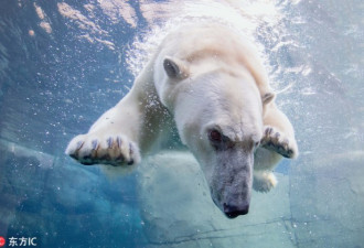 北极熊“闹离婚” 雄性被迫搬家 昔日甜蜜不在