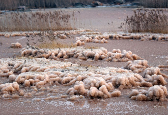中国&quot;死海&quot;变成“玫瑰湖” 现大面积粉色硝花
