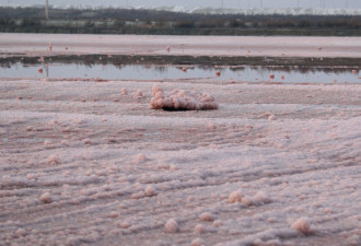 中国&quot;死海&quot;变成“玫瑰湖” 现大面积粉色硝花