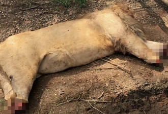 残忍！南非雄狮惨遭斩首砍足 疑被用于制作巫药