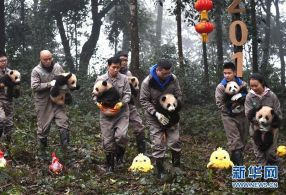 大熊猫宝宝集体迎新年：为新春佳节增添喜庆