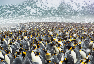 25万只帝企鹅齐聚南极海滩 场面震撼