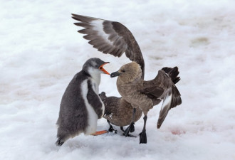 傲娇小企鹅遭海鸟霸凌 鼓起勇气成功反击