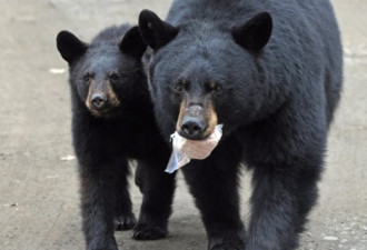 温哥华岛的熊居然不冬眠，到居民区寻找食品