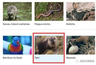 这种中国保护动物 新西兰人开始大屠杀
