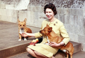 英国女王帮生病的属下遛狗 还准备接手照顾