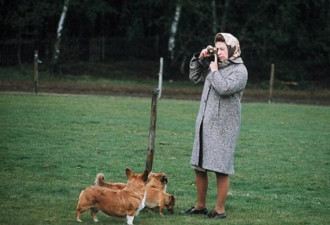 英国女王帮生病的属下遛狗 还准备接手照顾