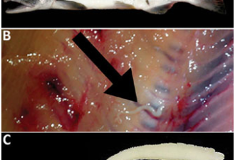 北美鲑鱼染条虫 生食鱼肉风险恐增加