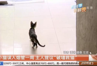 小猫误入烟管，主人提议&quot;破墙救猫&quot; 邻居拒绝