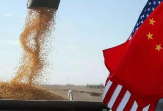 中美贸易战再聚焦美国大豆危机 出口大幅下降