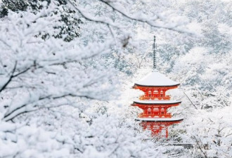 日本多城连日来罕见大雪 京都雪景美到炸裂