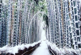 日本多城连日来罕见大雪 京都雪景美到炸裂